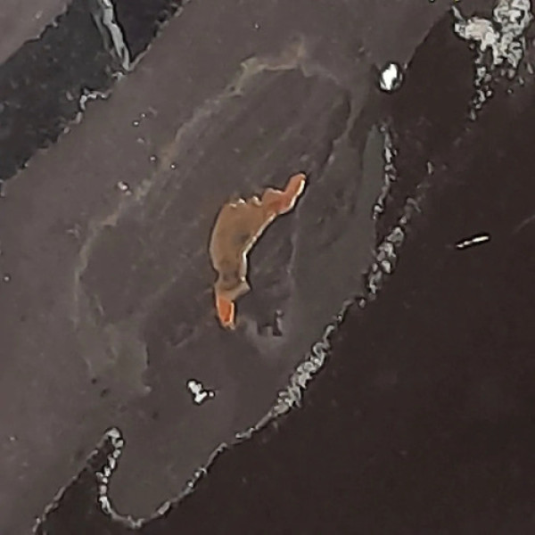 Porta Dianteira Esquerda Ford Escort 1.0 1996 V1798 - P33 Traseira Não Informado